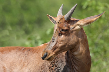 Naklejka premium Leierantilope oder Halbmondantilope / Common Tsessebe / Damaliscus lunatus...