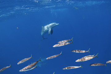 Common bottlenose dolphin, tursiops truncatus,  Atlantic bottlenose dolphin