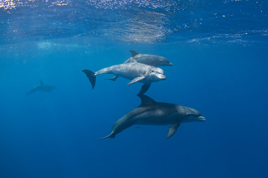 Common bottlenose dolphin, tursiops truncatus,  Atlantic bottlenose dolphin