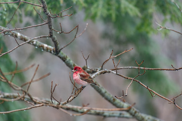 Purple Finch in a Natural Setting