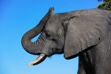 A profile of an elephant head
