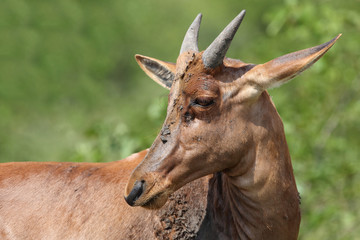 Leierantilope oder Halbmondantilope / Common Tsessebe / Damaliscus lunatus...