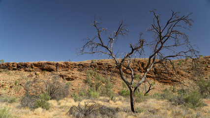 Fototapeta premium A huge King¬¥s Canyon in Australia and lonely tree