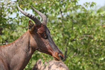 Leierantilope oder Halbmondantilope / Common Tsessebe / Damaliscus lunatus