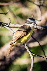 Bentebeo posando con mirada al horizonte