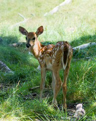 Fawn
