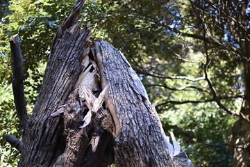 大木