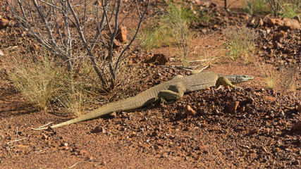 Australian Bush Goanna along famous Stuart Highway, big lizard seen in Outback, Australia.