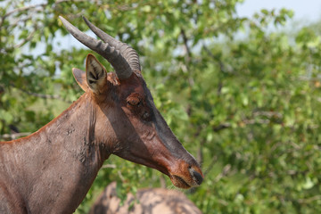Leierantilope oder Halbmondantilope / Common Tsessebe / Damaliscus lunatus