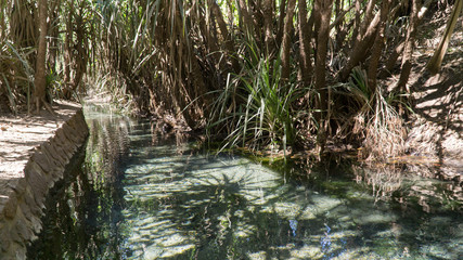 Fototapeta na wymiar Famous natural Katherine Hot Springs (Mataranka), a thermal pool with clear turqoise water hidden in the Nitmiluk National Park, Australia