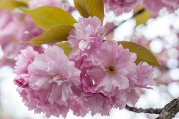 closeup fruit tree pink flowers spring blossom