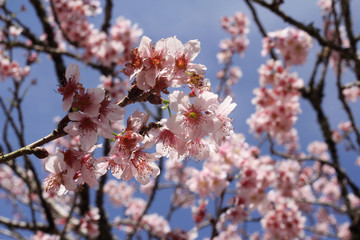 cherry blossom cerejeira sakura