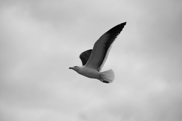 seagull