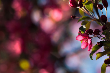 Pink Crab Apple Blossom with Bokeh