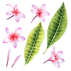 Set of tropical plumeria plants. Isolated realistic watercolor illustration of fragipani flowers and leaves.