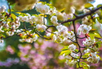Sakura blossom in Chinese park.