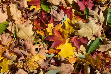 Leaves