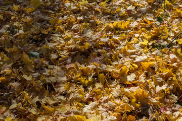 Leaves