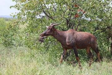Leierantilope oder Halbmondantilope / Common Tsessebe / Damaliscus lunatus