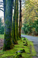 Tree lined path