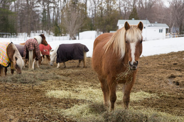 Frontal view of beautiful tan horse with pale mane staring with hay in its mouth, with other horses in winter blankets feeding in the background, Lower Laurentians, Quebec, Canada