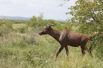 Leierantilope oder Halbmondantilope / Common Tsessebe / Damaliscus lunatus
