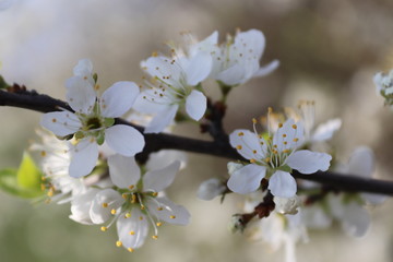 Ast mit Kirschblüte