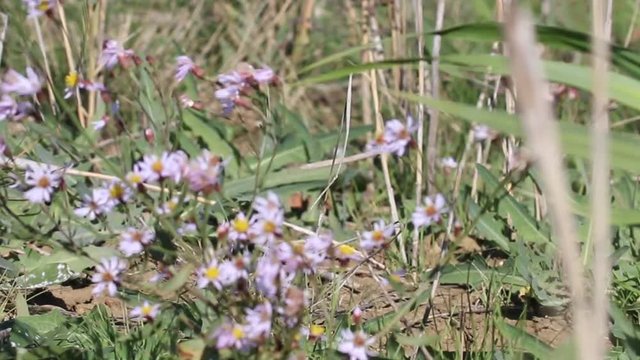 Sea aster (Aster tripolium) on the salt lake (alkali soil) on the North shore of the Black sea, semideserts, salinization, halophylic vegetation. Aridization of climate as a consequence of warming