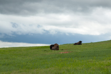 Two Buffalo Resting On a Hillside