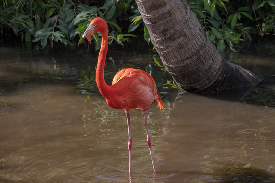 Pink Flamingo Wildlife Side Profile Image - Beautiful Tropical Bird with Bright Feathers, Flamingo standing in water, searching for food. Wading bird in the Phoenicopteridae family.