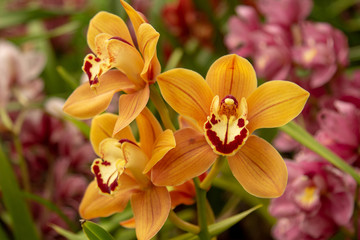 Obraz na płótnie Canvas Beautiful Yellow Orange Orchid Garden