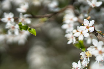 Beautiful floral spring abstract background of blossoming cherry tree. Twigs densely covered with white flowers. Perfect as a background, left copy space for any content. Beautiful blurred background