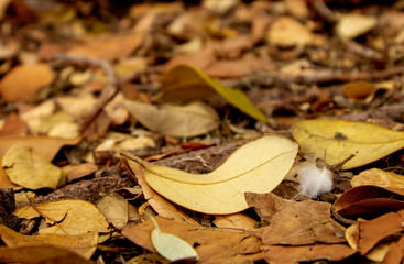 Close Up of Yellow Dead leaves on the Ground