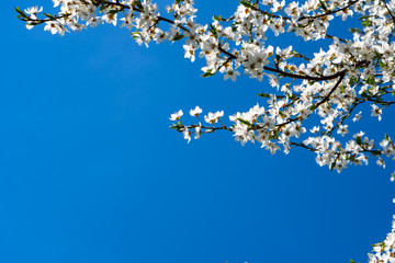 Beautiful floral spring abstract background of blossoming cherry tree. Twigs densely covered with white flowers. Perfect as a background, left copy space for any content. Beautiful blue sky