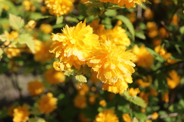 Blühender Ranunkelstrauch