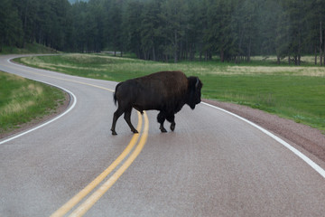 Bison in the Rain
