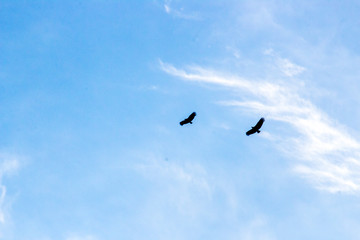 birds flying in the sky