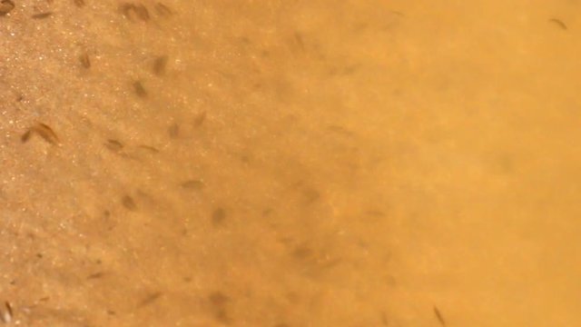 Warm shallow water and marine life, littoral. Myriad crustaceans on sandy coast. Scud (Amphipoda, Gammarus) as element of interstitial fauna. Hydrobiology, maritime biotic community, sand biocenosis