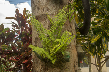  brazilian fern
