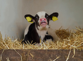 close up portrait of a cute young calf of a holstein cow with black and white fur that is lying upon straw in a box for freshly born cows, it looks funny and a bit astonished