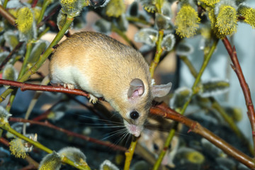 cute mouse among the branches of flowering willow