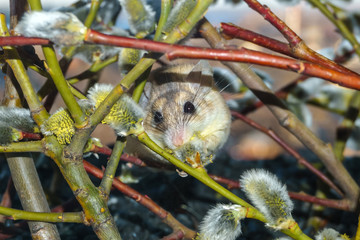 cute mouse among the branches of flowering willow