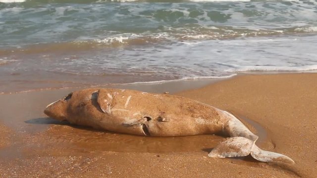 Dead Dolphin on beach. Common porpoise (Phocoena phocoena relicta). Marine mammals increasingly dying from water pollution and after fishery, by-catch. Dolphin pecked gulls