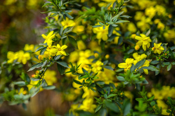 Bright spring floral background close-up.