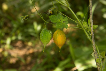 wild passion fruit