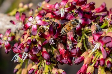 Bee Pollinating Cucumber Tree Blossoms