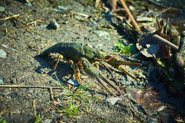 Freshwater crayfish on the shore in early spring.