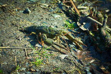 Freshwater crayfish on the shore in early spring.