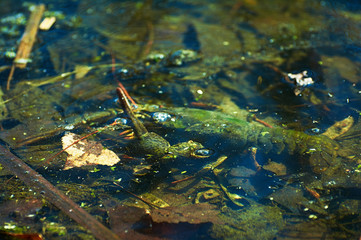 Freshwater crayfish in the lake in early spring.