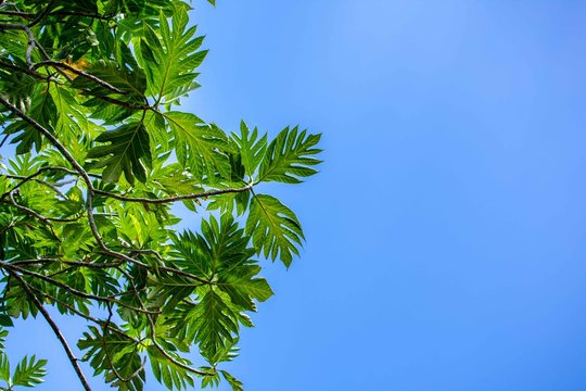 Breadfruit Tree Leaves Background
